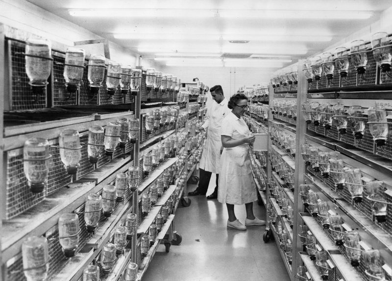 lab-rats_custom-4d4a3e317c9f96653bafc7ab42a36dc7943e3380-s800-c85.jpg The rat holding facility at Hazelton Laboratories in Washington, D.C., in 1967.