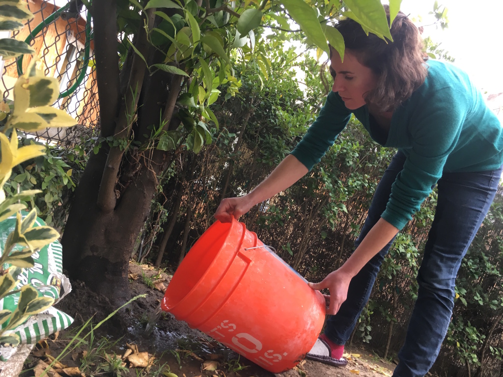KPCC reporter Emily Guerin empties her shower bucket on the orange tree in her side yard. She no longer uses the bucket now that the drought has been called off. KPCC reporter Emily Guerin empties her shower bucket on the orange tree in her side yard. She no longer uses the bucket now that the drought has been called off.