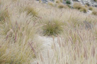 Fountain grass spreading across rare dune habitat in Point Mugu State Park.