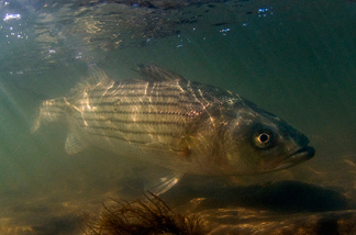 During the 1980s, wildlife managers said striped bass like this one were overfished. Now, it appears that a weather pattern known as the Atlantic Multidecadal Oscillation may have been a contributing factor to the declines.