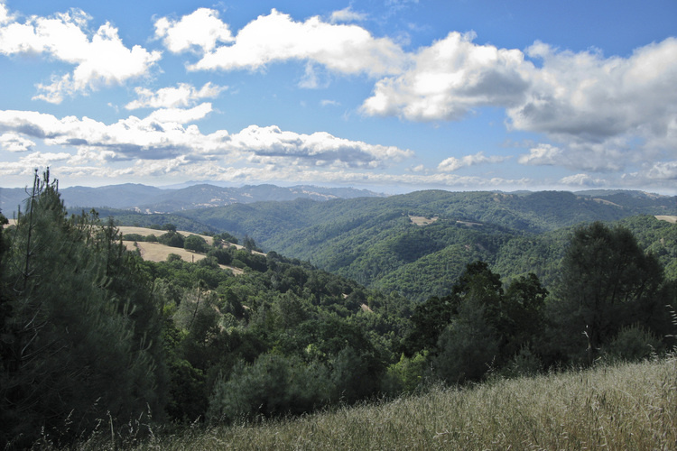 The California state parks system, beset by financial problems and scandal, is launching a study commission leaders hope will reshape the system and restore public confidence and financial stability. (Photo: Coe Park is California's second-largest state park, spanning more than 87,000 acres.) The California state parks system, beset by financial problems and scandal, is launching a study commission leaders hope will reshape the system and restore public confidence and financial stability. (Photo: Coe Park is California's second-largest state park, spanning more than 87,000 acres.)