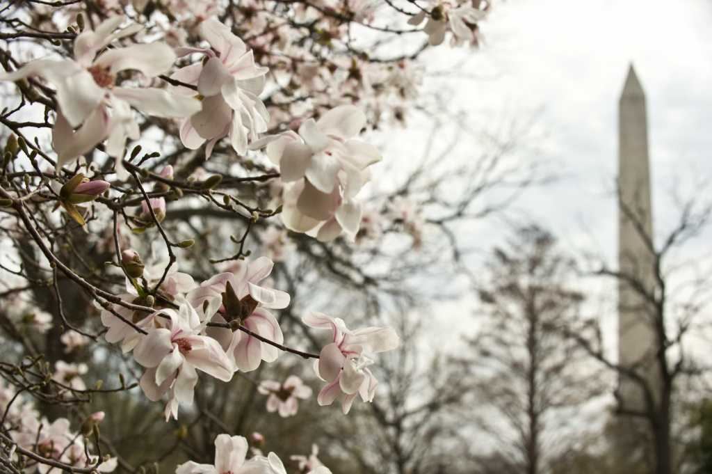 A magnolia blooms near the Washington Monument in Washington in March 2012. A magnolia blooms near the Washington Monument in Washington in March 2012.