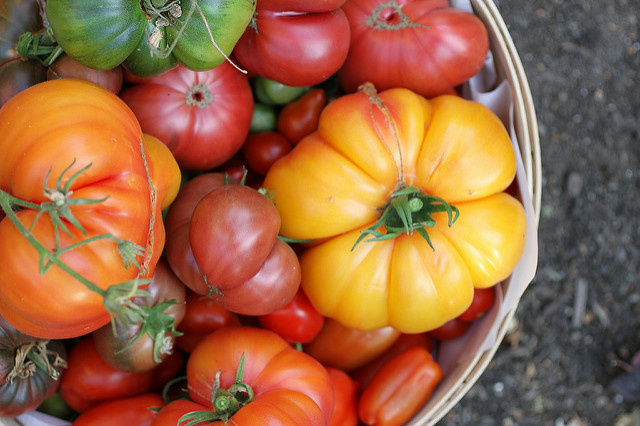 heirloom tomatoes A bowl of heirloom tomatoes.
