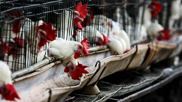 Chickens are under quarantine in Tepatitlan, Jalisco State, Mexico. The Mexican government declared a national animal health emergency July 2 in the face of an aggressive bird flu epidemic that has infected nearly 1.7 million poultry.