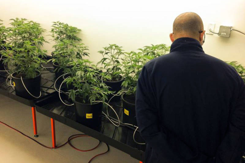 GrowRoom2-800x532.jpg Marijuana cultivator David Holmes in the grow room at Pegasus Nevada in Las Vegas.