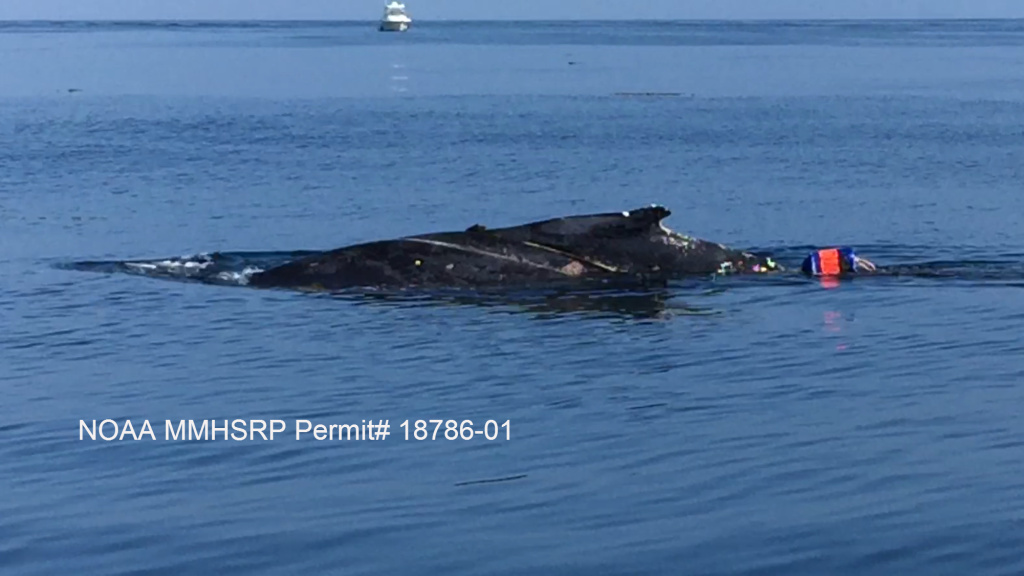 This whale is trailing one of two buoys off Palos Verdes on July 29.