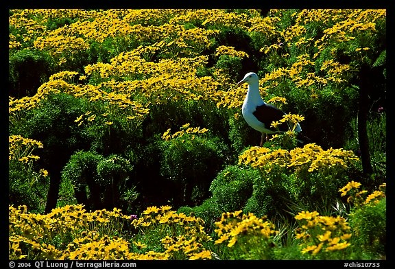 Anacapa Island's 'prehistoric-looking' Coreopsis flowers.
