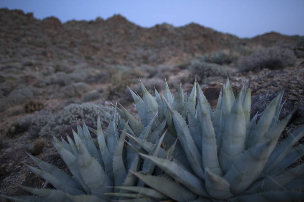 US-GASTRONOMY-AGAVE Agave plants are seen in desert mountains south of Palm Springs, California where agaves were harvested for the annual traditional agave roast on the Morongo Indian Reservation near Banning, California, April 11, 2015.
