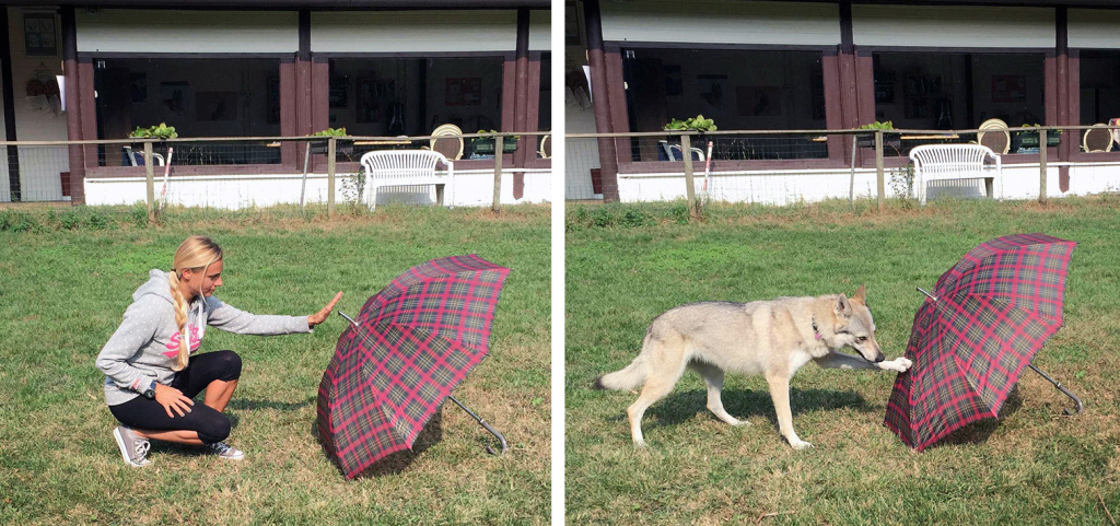 Npr Your Dog Remembers Every Move You Make Npr Your Dog Remembers Every Move You Make