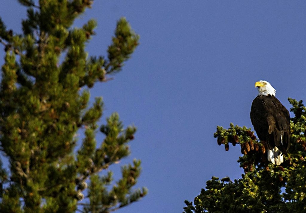 Bald eagle A Bald Eagle is seen October 8, 2012 in Yellowstone National Park in Wyoming.Yellowstone National Park is America's first national park. .
