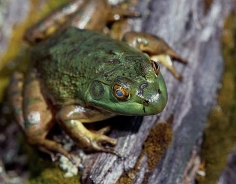 American bullfrog at the E.E. Wilson Wildlife Management Area in the Willamette Valley.