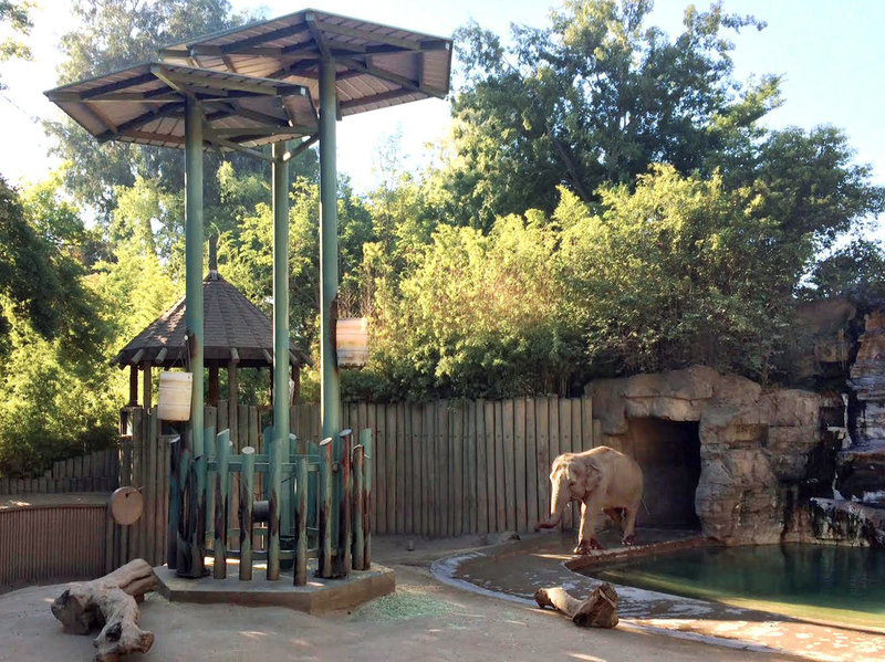 elephant2_custom-cbaadaab521c836f93a85d483cf1a3c6fae68af7-s800-c85.jpg Shaunzi, an Asian elephant at the zoo in California's central valley, approaches a network of feeding structures that include dangling barrels, chains and other items. Research shows that female elephants in captivity who have to puzzle out a task to get their meals tend to have higher reproductive success.