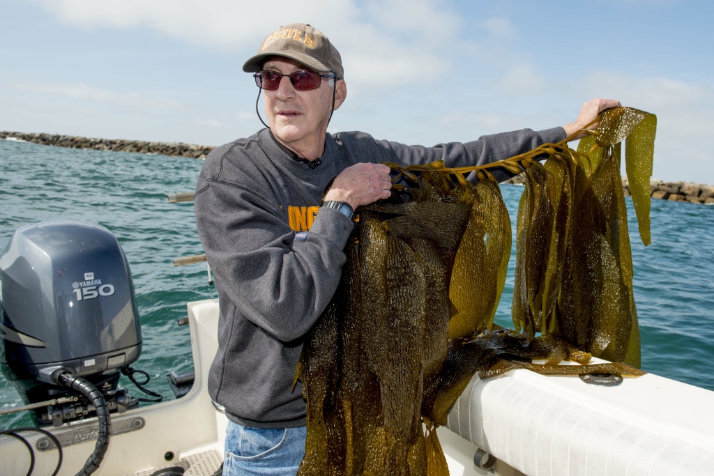 Fukushima radiation not detected in kelp beds yet 89.3 KPCC