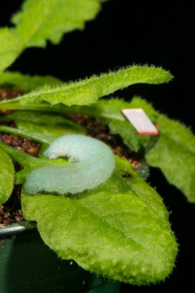 A cabbage butterfly caterpillar feeding on an Arabidopsis plant. Nearby, a piece of reflective tape helps record vibrations.