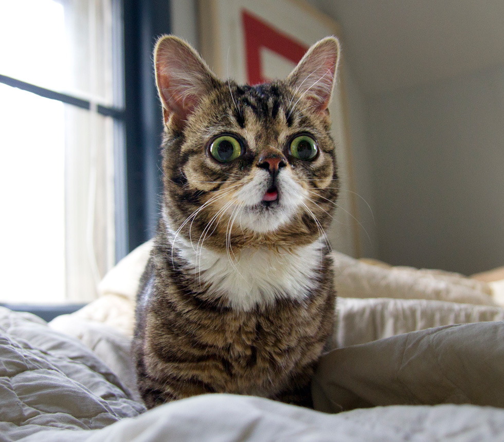 Know Your Meme Deformed Cats Know Your Meme Deformed Cats