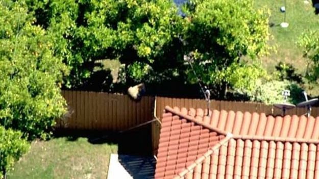 A bear wandered into the backyard of a house in La Canada Flintridge during a heat wave on May 13, 2013. This image was captured by NBC4.