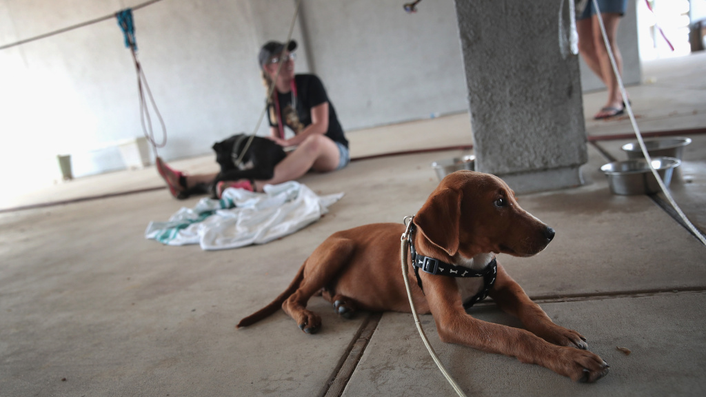 Dogs rescued from floodwater wait to be transferred to a shelter after torrential rains pounded Southeast Texas following Hurricane and Tropical Storm Harvey on Sept. 3, 2017 in Orange, Texas. Dogs rescued from floodwater wait to be transferred to a shelter after torrential rains pounded Southeast Texas following Hurricane and Tropical Storm Harvey on Sept. 3, 2017 in Orange, Texas.