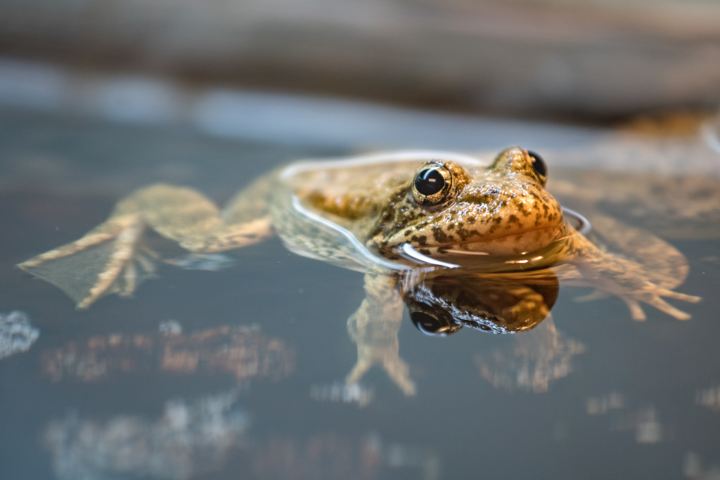 An endangered Southern Mountain Yellow-Legged Frog floats in a tank in the breeding room at the L.A. Zoo. There are approximately 100 left in the wild. An endangered Southern Mountain Yellow-Legged Frog floats in a tank in the breeding room at the L.A. Zoo. There are approximately 100 left in the wild.