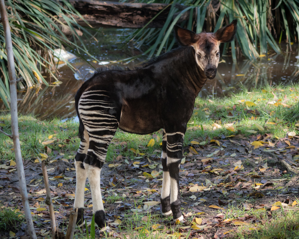 okapi teddy