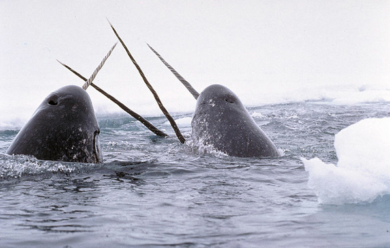Narwhal Narwhals breaching and tusking.