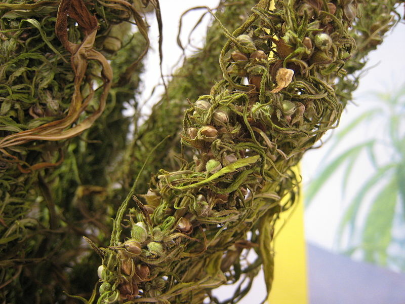 Hemp Close up to hemp seeds which were not seperated from the hemp plant.