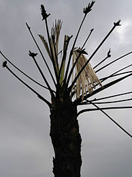 Mercer 5177 Residents said that the palm trees went up like