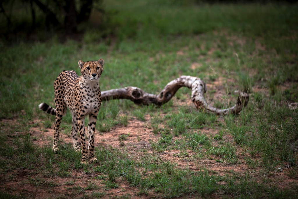 SAFRICA-CONSERVATION-ENVIRONMENT-WILDLIFE-ANIMAL-CHEETAH A Juvenile male cheetah is pictured inside a closed camp at the Ann van Dyk Cheetah Centre on December 30, 2016 in Hartbeespoort, South Africa.