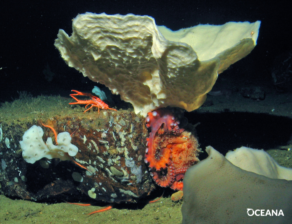 An octopus hides out while a squat lobster stands guard beneath a vase sponge in the Oceana's West Santa Barbara Island study area. An octopus hides out while a squat lobster stands guard beneath a vase sponge in the Oceana's West Santa Barbara Island study area.
