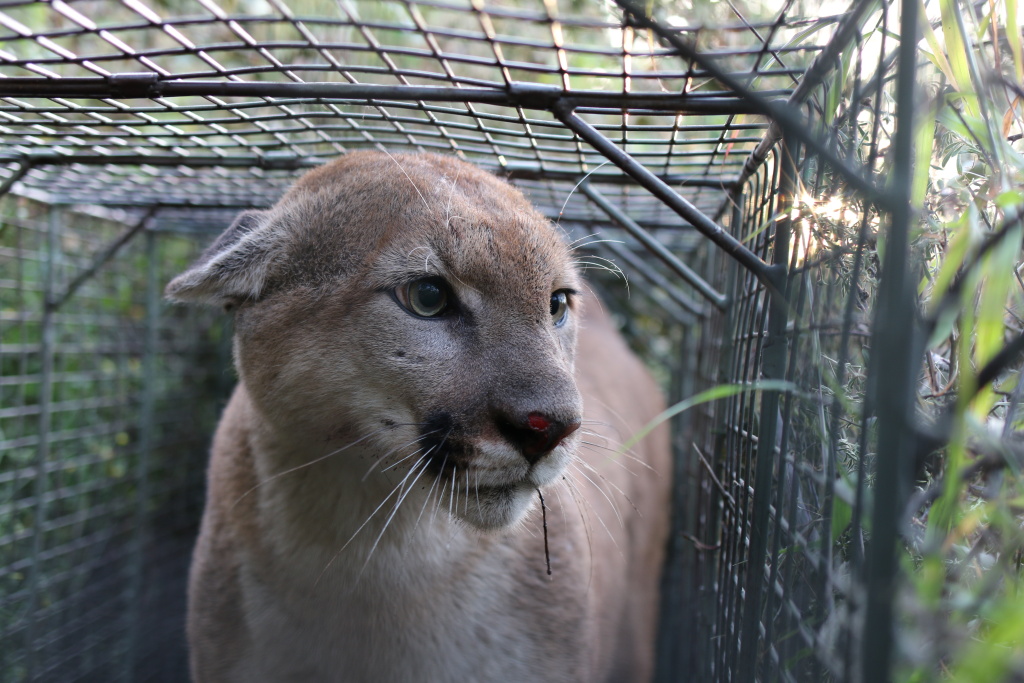 P-55 The three year old mountain lion known as P-55 crossed the busy 101 freeway twice.