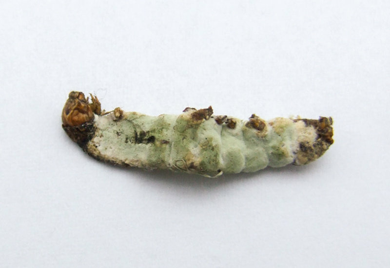 Metarhizium anisopliae, a rice shell pest. Metarhizium anisopliae, a rice shell pest.
