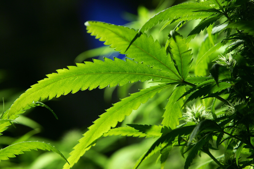 Ban Introduced On Smoking Marijuana In Public Areas File: A cannabis plant grows in the Amsterdam Cannabis College, a non profit charitable organization that gives information on cannabis and hemp use on Feb. 7, 2007 in Amsterdam, Netherlands.