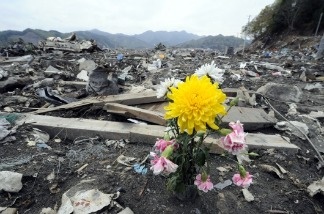 Mercer 17878 A flower sits among the rubble in the tsunami-devastated town of Otsuchi, Iwate prefecture on May 10, 2011. A new report released this week highlighted the severity of the disaster and plans for a mass evacuation of Tokyo due to nuclear meltdown concerns.