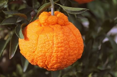 Sumo Citrus Image of a Sumo citrus.