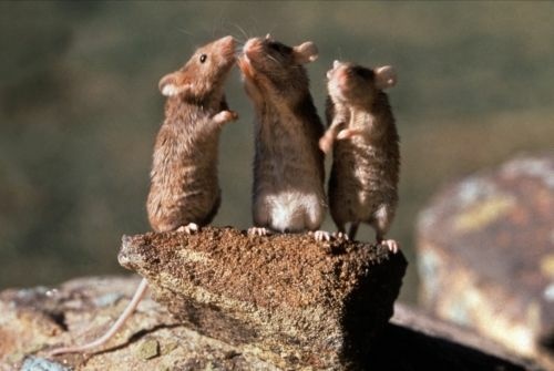 The singing mice from