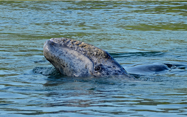 A baby gray whale.
