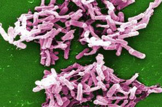 Antibiotics can treat bacteria like clostridium difficile, but not viral illnesses like the common cold. There's widespread misunderstanding about that and other antibiotic facts, a nationwide study concludes.