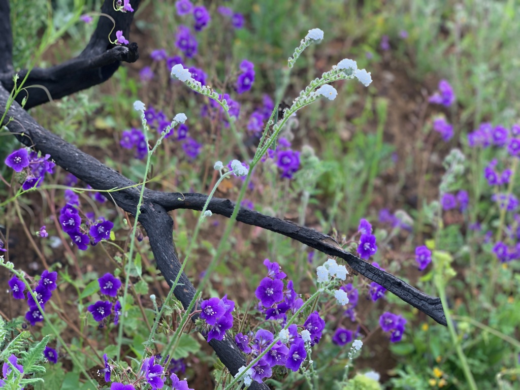 Wildflowers are abundant on the Paramount Ranch hiking trails previously burned during the devastating wildflowers last winter. Wildflowers are abundant on the Paramount Ranch hiking trails previously burned during the devastating wildflowers last winter.