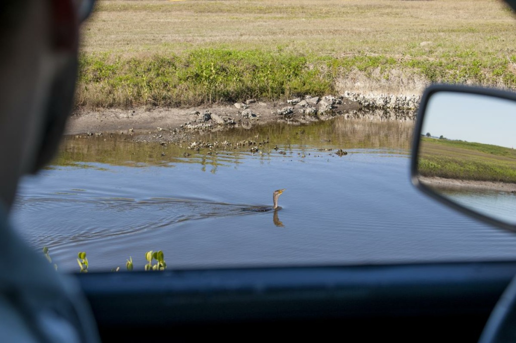 Kory McLellan, who manages the Bird/Wildlife Aircraft Strike Hazard program manager at MacDill Air Force Base, observes a double-crested cormorant near the flightline. (Adam R. Shanks/ U.S. Air Force) Kory McLellan, who manages the Bird/Wildlife Aircraft Strike Hazard program manager at MacDill Air Force Base, observes a double-crested cormorant near the flightline. (Adam R. Shanks/ U.S. Air Force)