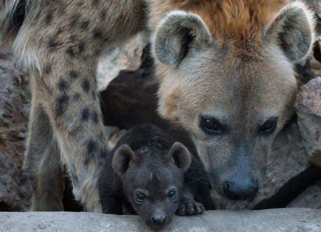 HUNGARY-ANIMALS-HYENA-BABIES A newly born spotted hyena (Crocuta crocuta) baby is seen with its mother at the Animal Garden in Szeged, Hungartat the Serbian border on March 17, 2014.