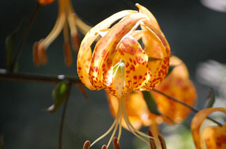 One of the few Humboldt lilies (also called leopard lilies) that survives in Big Santa Anita canyon. English Ivy has smothered most of the native plants along a 3-mile stretch of the stream.