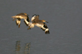 Willets fly over the Los Cerritos Wetlands on July 31, 2007 near Long Beach, California.