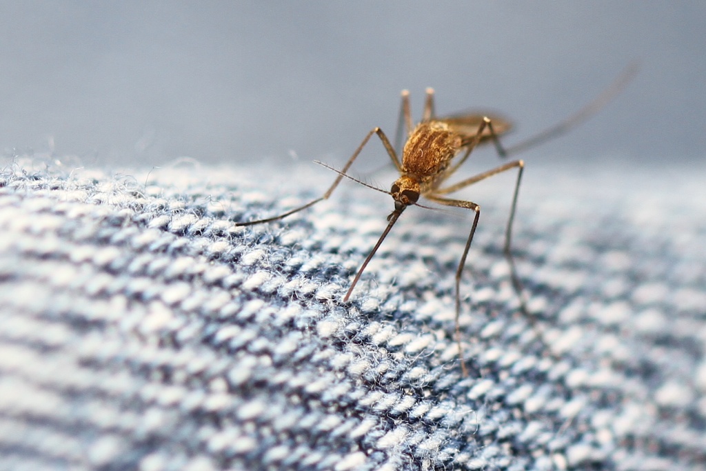 mosquito bug insect