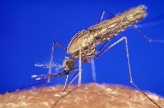 Scientists hope to use a fungus to keep malaria-carrying mosquitoes like the Anopheles gambiae species from growing resistant to insecticides.