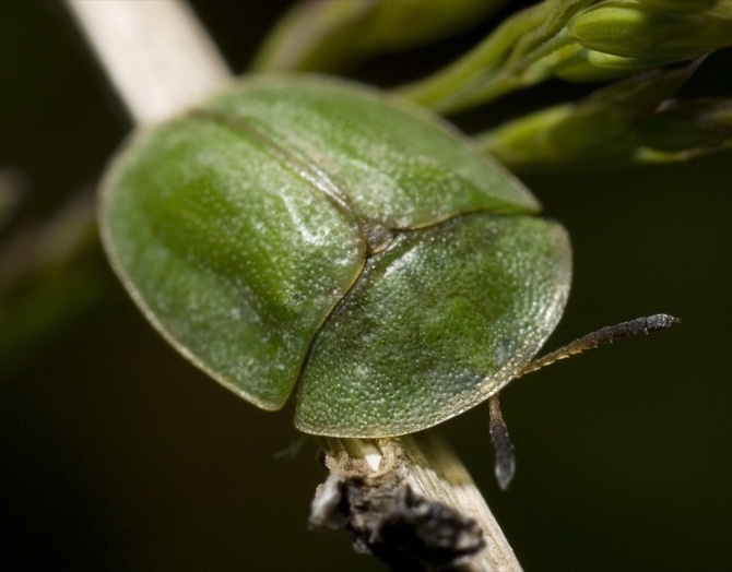 508390789_c6cd2f6a97_o_custom-1cba1c136738289f6995b8b3d6521e06276fa50a-s1200.jpg Thistle tortoise beetle penises are longer than their bodies.