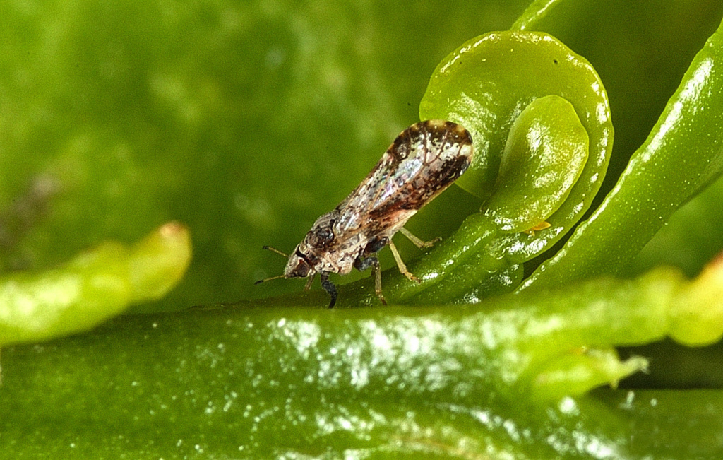 Asian Citrus Psyllid Adult Asian citrus psyllid, Diaphorina citri, (2-3 millimeters long) on a young citrus leaf