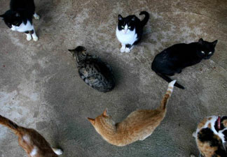 Advocates for Los Angeles' stray cats and birds are locked in dispute over a suspended city program to neuter and release the animals.