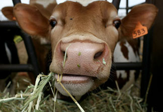 If cow's udders weren't so close to their rear ends, raw milk might not be so risky, according to food safety consultant Bill Marler.