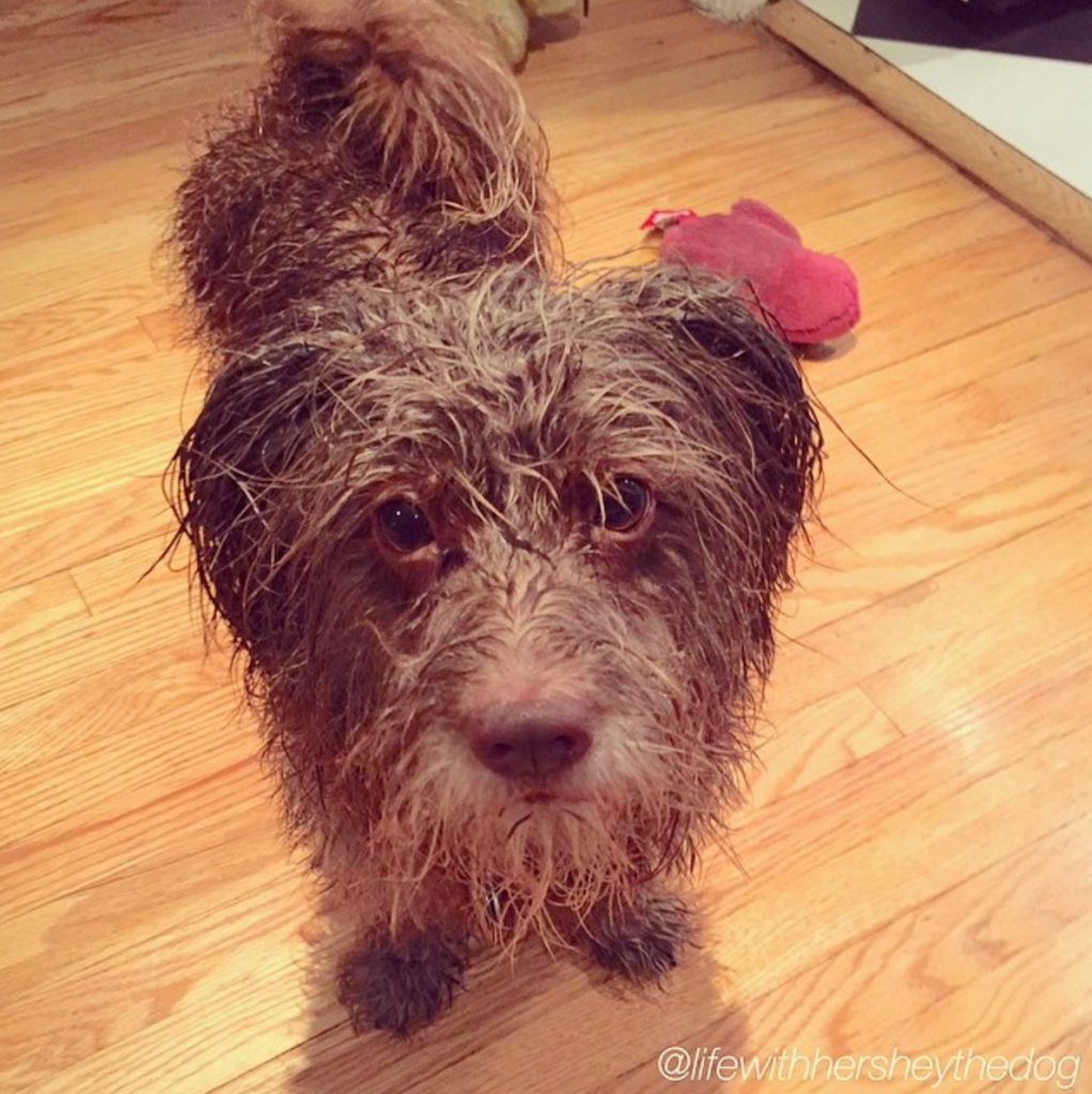 Michele Morgan from Oregon says: "Get some rubber boots and a raincoat for you and your dog."