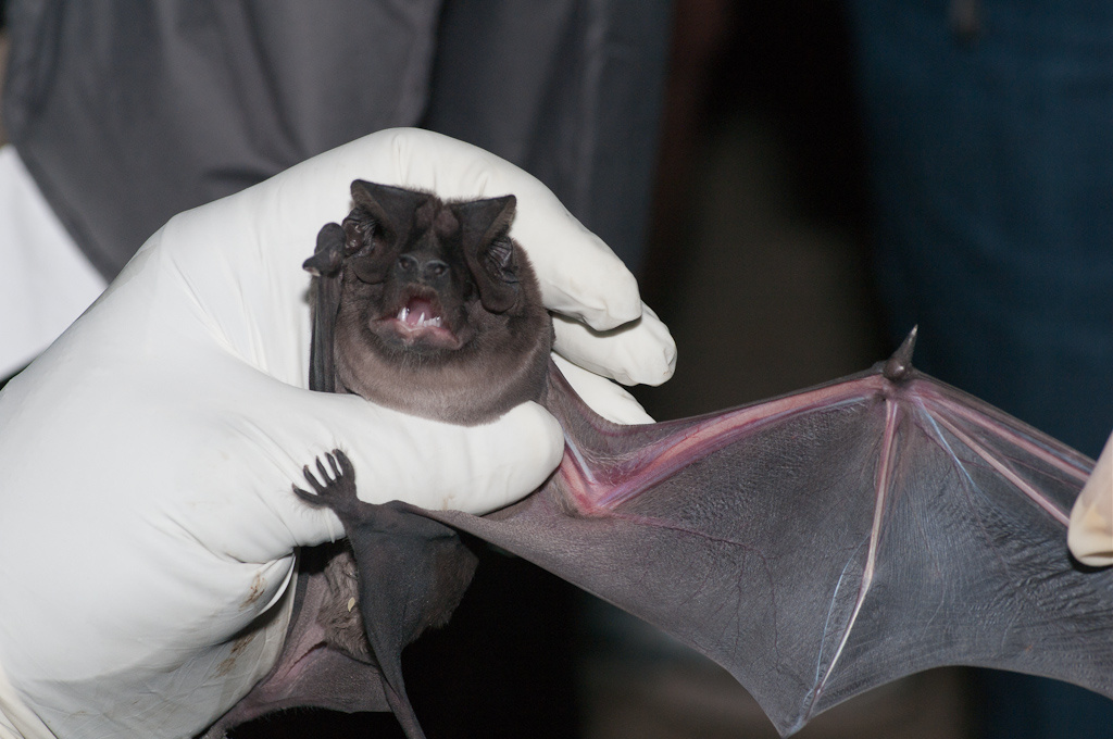 Slideshow Everything you didn't know about bats in Los Angeles 89.3 KPCC