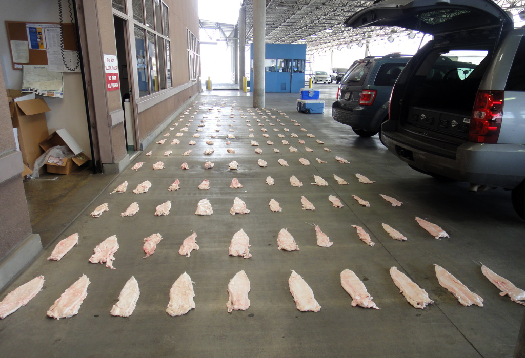 Smuggled Fish Bladders This March 2013 image provided by the U.S. attorney's Office shows Totoaba bladders displayed at a U.S. border crossing in downtown Calexico, Mexico. Seven people have been charged in a scheme to sell the bladders of an endangered Mexican fish considered a delicacy for use in Chinese soup, U.S. prosecutors said Wednesday.